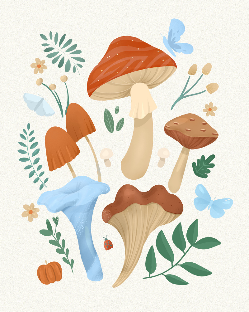 Fungi de Petra Lizde