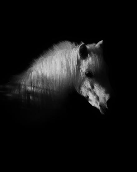 The White Horse