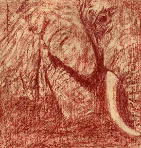Eléphant kenya de Philippe Flohic