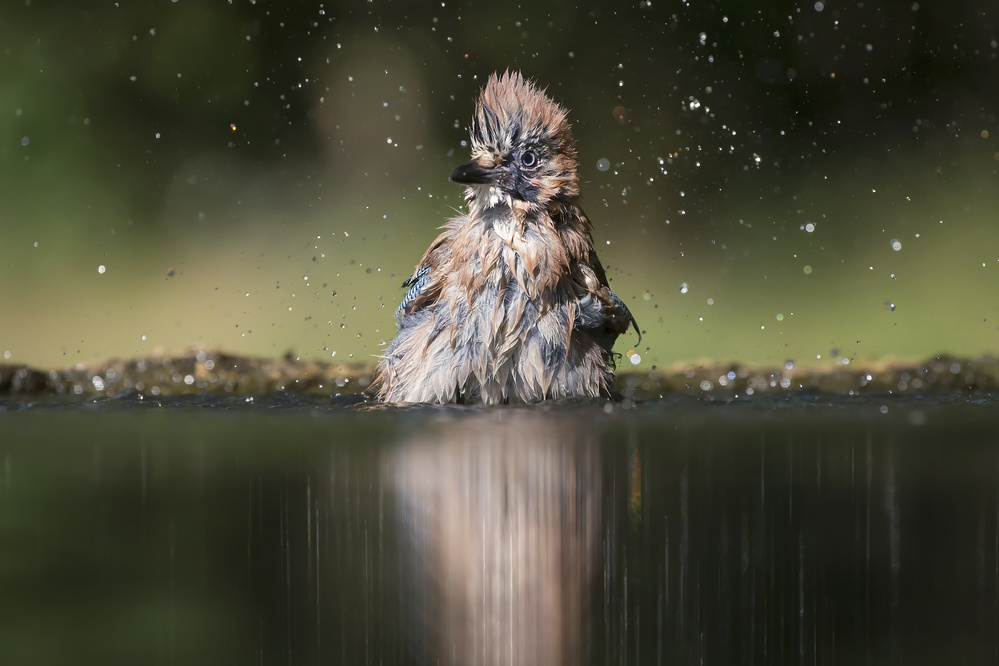 Showering de Phillip Chang