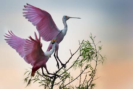 Two Roseate Spoonbills