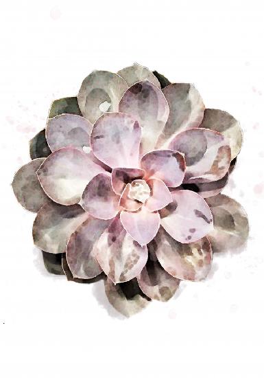 Succulent 01