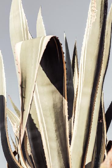 Agave_001