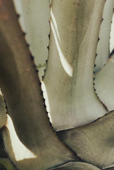 Agave_002