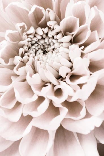 Chrysanthemum No 01