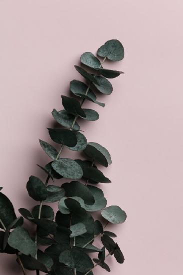 Eucalyptus Pink No02