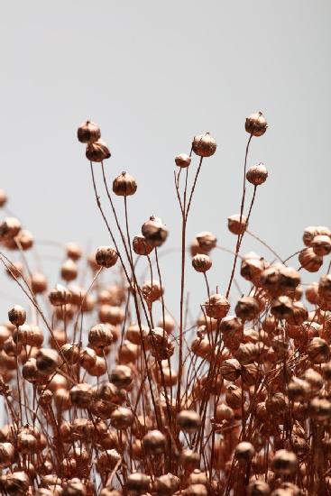 Dried Grass Copper 02