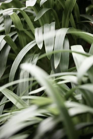 Green Leaves