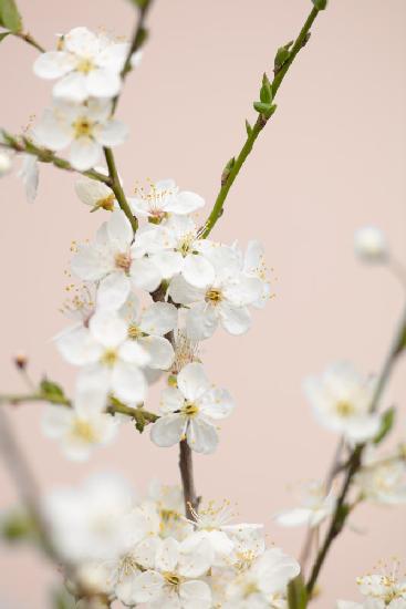 Cherry tree flowers