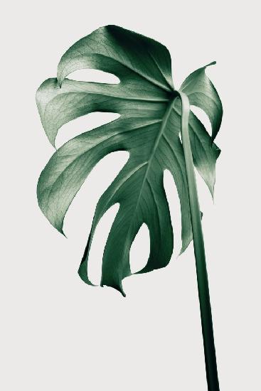 Monstera Natural 44