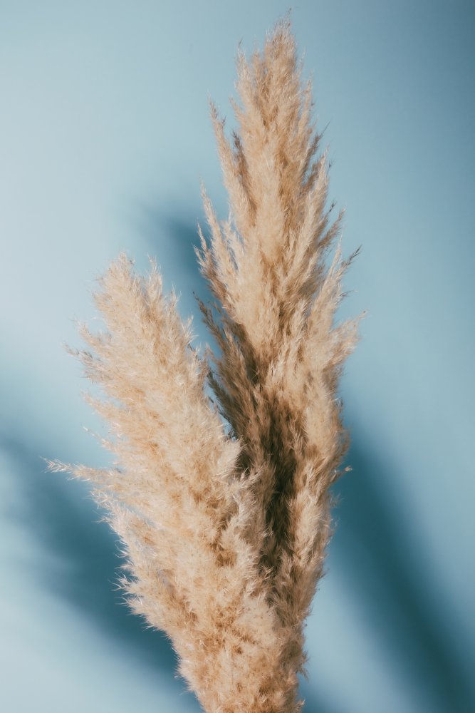 Pampas Grass Blue de Pictufy Studio III