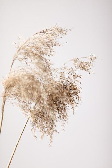 Reed Grass Grey 04