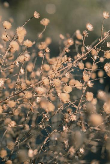 Beach flowers_003