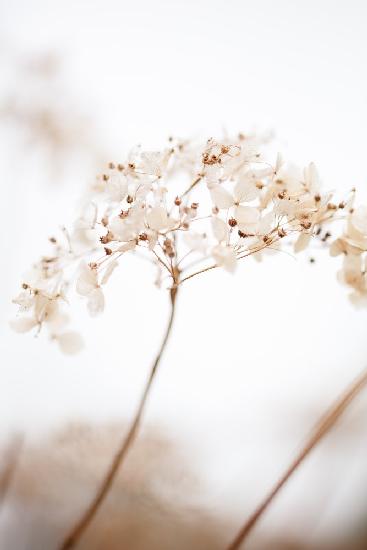 Soft dried flower_brown