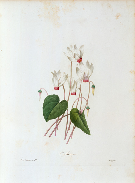 Cyclamen / Redouté