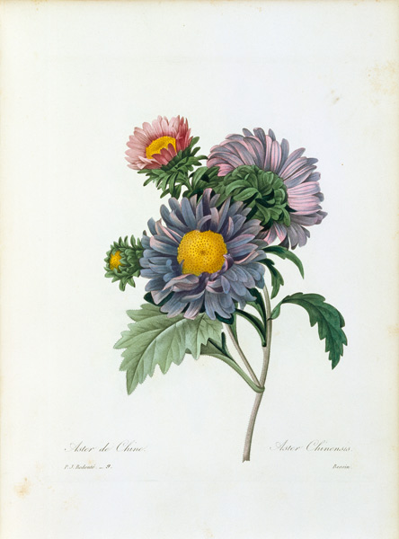 China aster de Pierre Joseph Redouté