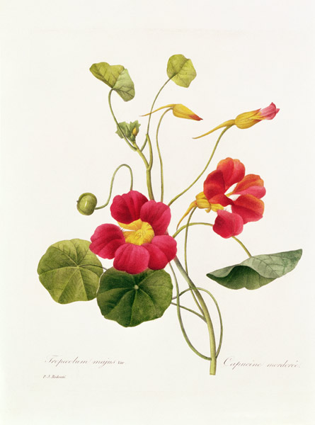 Nasturtium / Redouté de Pierre Joseph Redouté