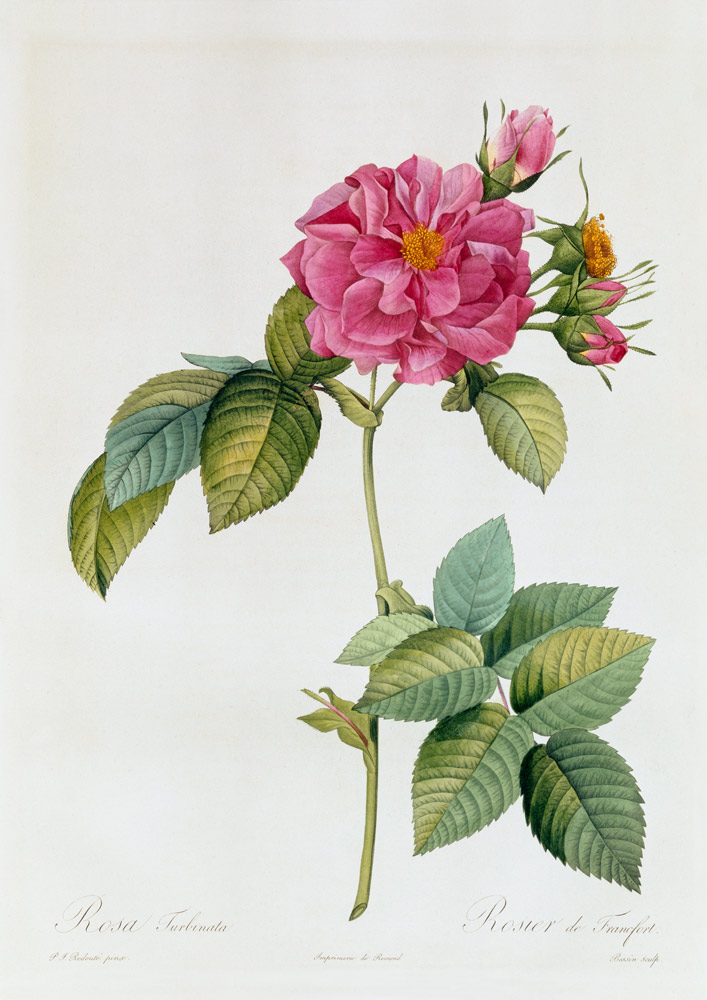 Rosa Turbinata de Pierre Joseph Redouté
