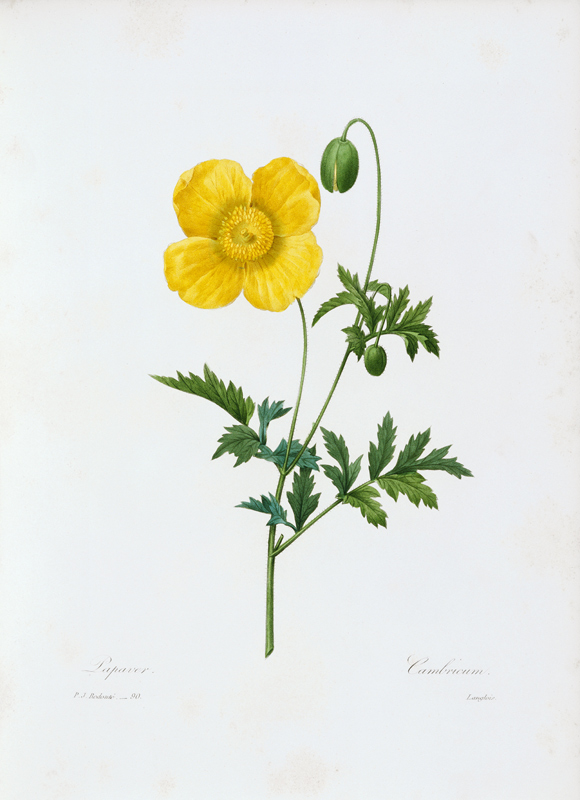 Welsh Poppy / Redouté de Pierre Joseph Redouté