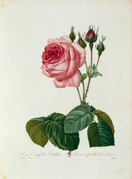 Cabbage rose / Redouté 1835 de Pierre Joseph Redouté