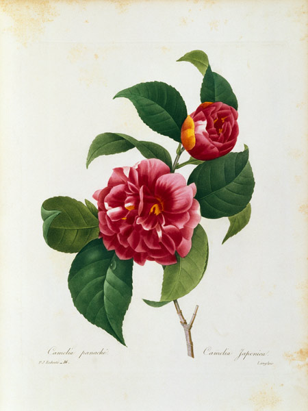Camellia / Redouté de Pierre Joseph Redouté