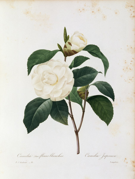 Camellia / Redouté de Pierre Joseph Redouté