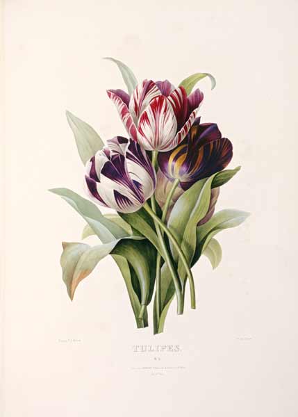 Tulips de Pierre Joseph Redouté