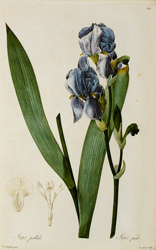 Iris Pallida, from `Les Liliacees' de Pierre Joseph Redouté
