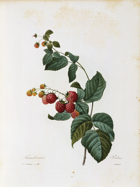 Raspberry / Redouté de Pierre Joseph Redouté