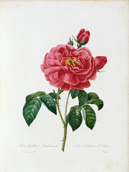 Rosa Gallica / Redouté 1835 de Pierre Joseph Redouté