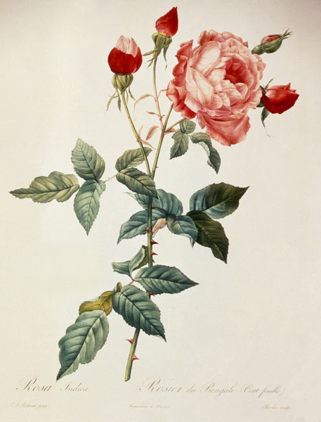 Rosa indica / after Redoute de Pierre Joseph Redouté