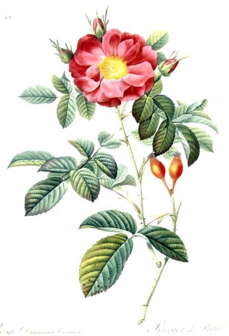 Rosa Damascena, from 'Les Roses' de Pierre Joseph Redouté