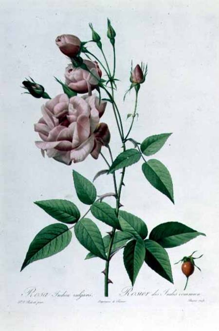 Rosa Indica Vulgaris, engraved by Bessin, from 'Les Roses', Vol II de Pierre Joseph Redouté