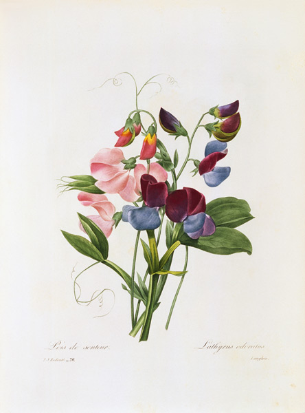 Sweet Pea / Redouté de Pierre Joseph Redouté