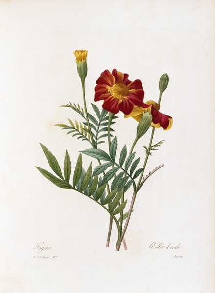 Tagetes / Redouté