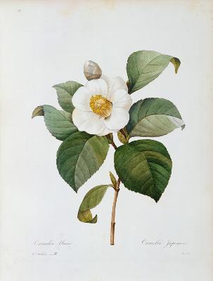 Camellia / Redouté