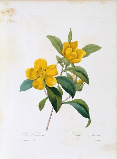 Dillenia scandens / Redouté