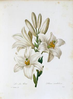 Madonna Lily / Redouté