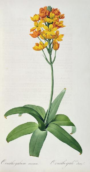 Ornithogalum Aureum, from `Les Liliacees'