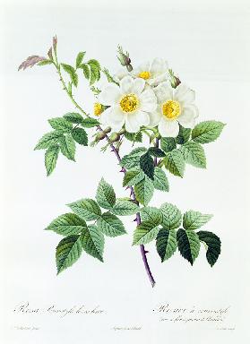 Rosa Brevistyla Leucochroa