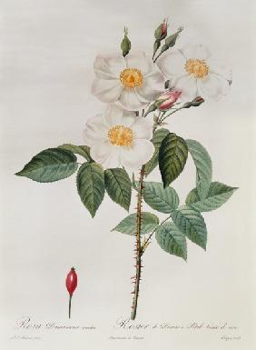 Rosa Damascena Subalba