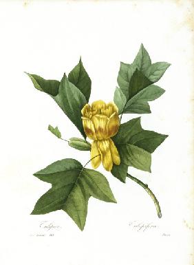 American Tulip Tree / Redouté