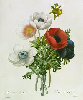 Anemone: Simple, from 'Les Choix des Plus Belles Fleurs'