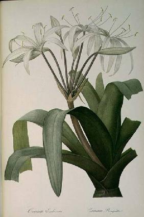 Crinum Erubescens or Crinum Rougeatre, from `Les Liliacees'