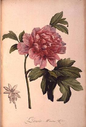 Paeonia Moutan