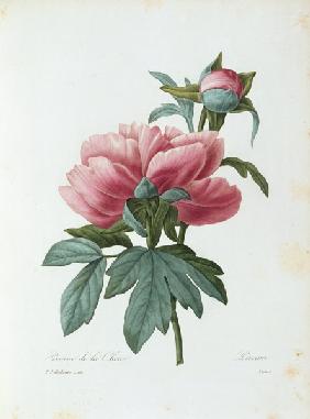 Peony / Redouté