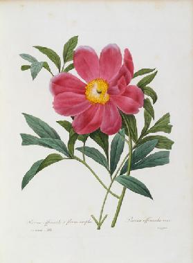 Peony / Redouté