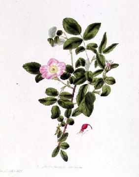 Rosa Acicularis Viridis