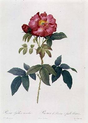 Rosa Gallica Caerulea