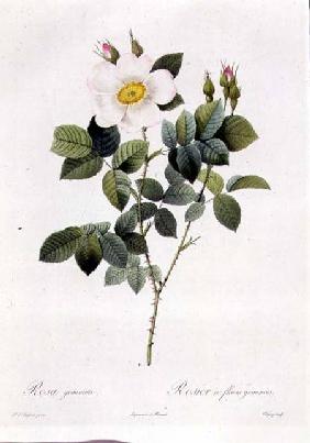 Rosa Geminata